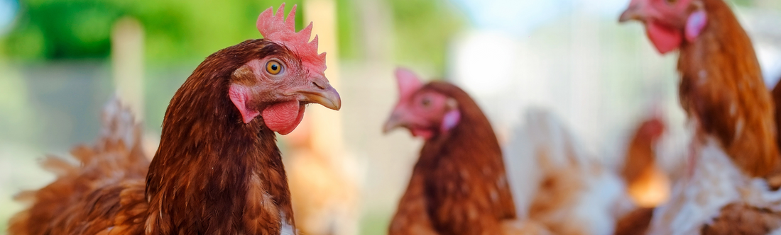 Marek's Disease in our backyard flocks