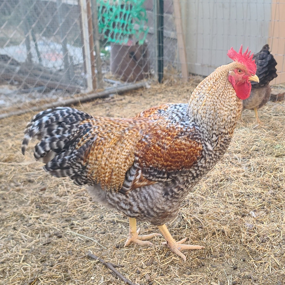Bielefelder Chicks