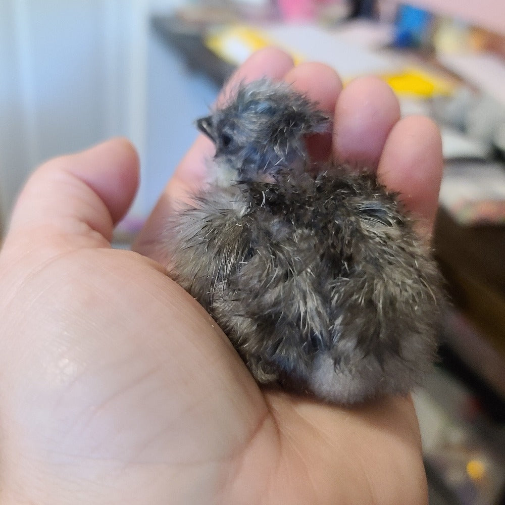 Silkie Chicks