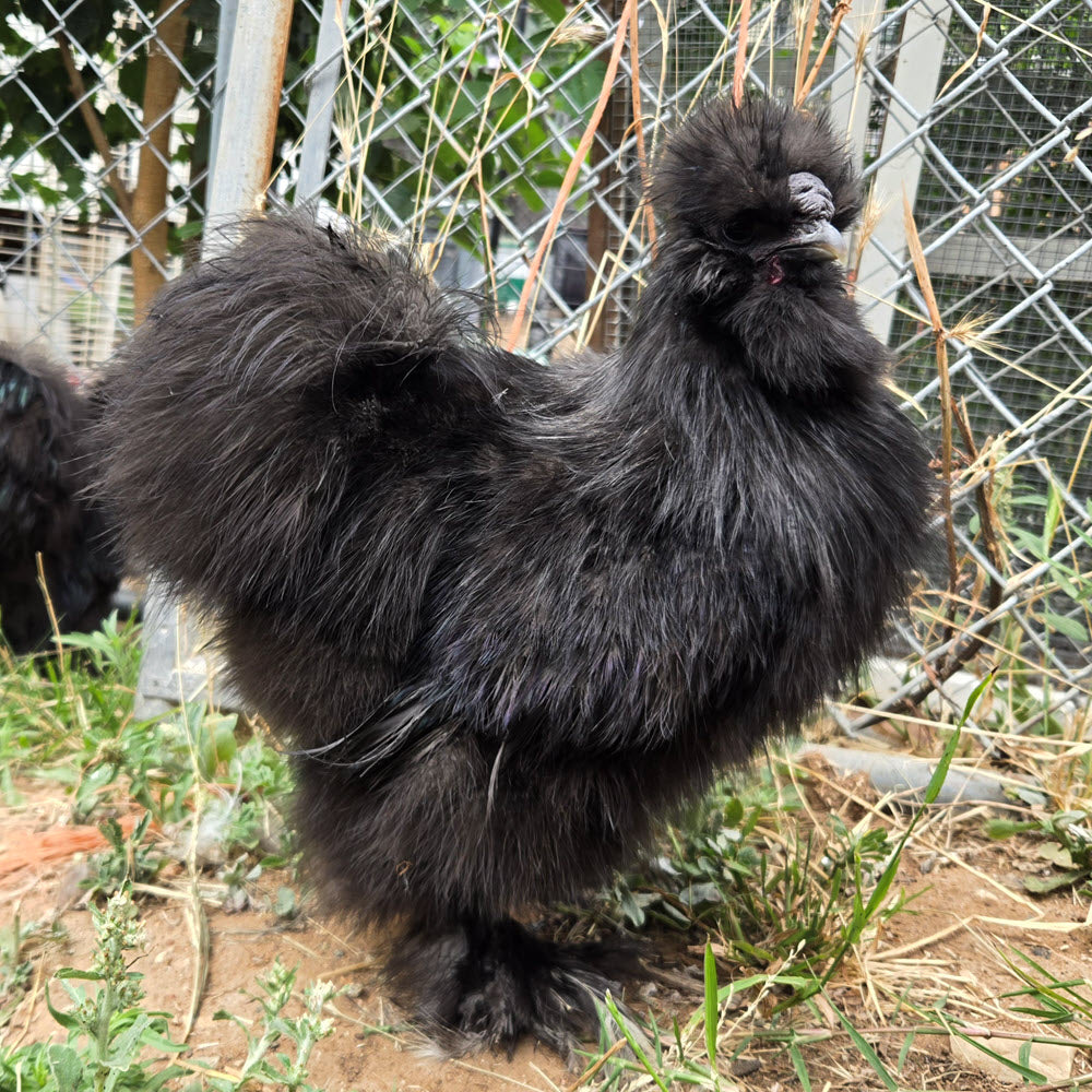 Poules soyeuses adultes