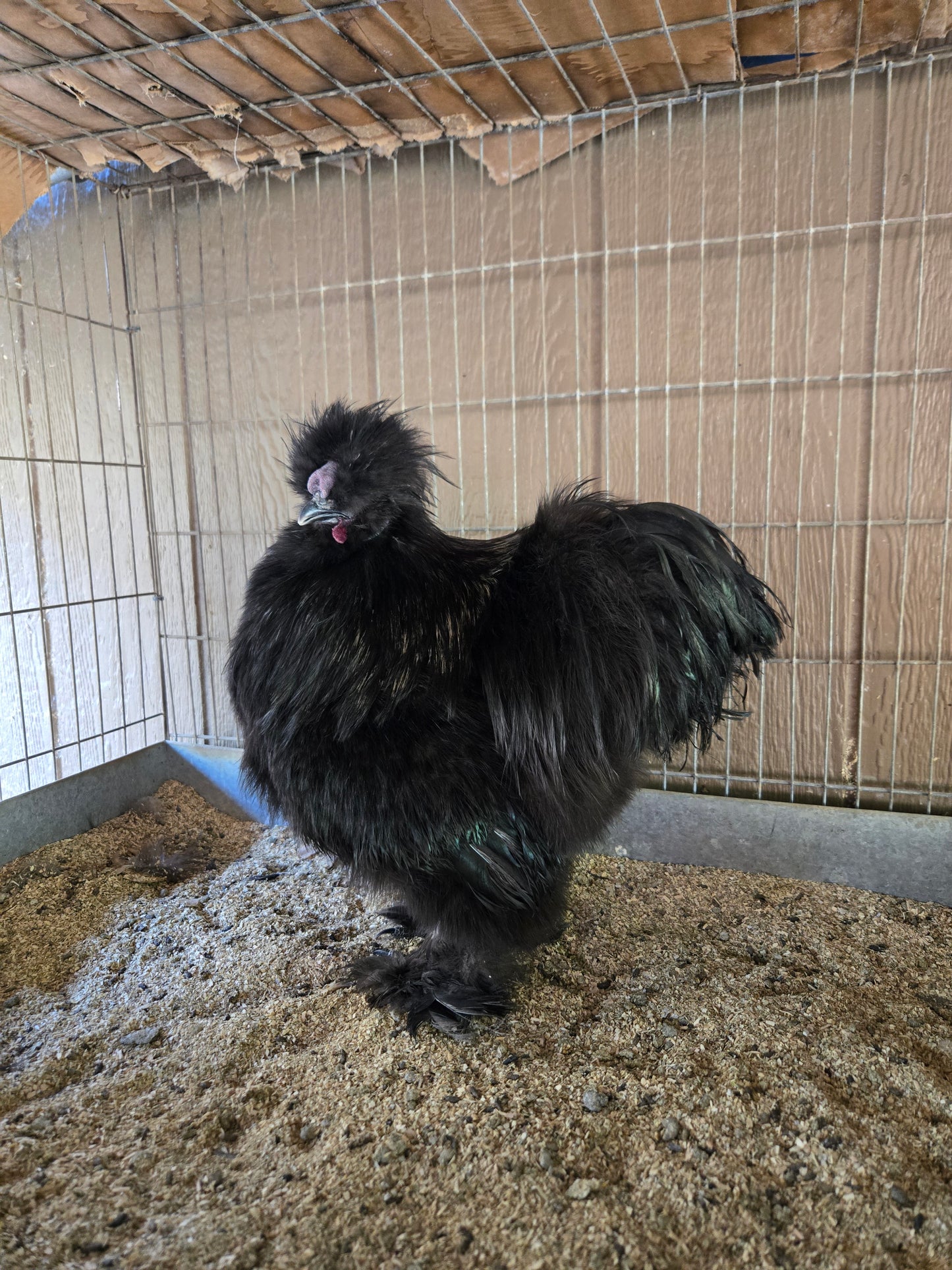 Poules soyeuses adultes