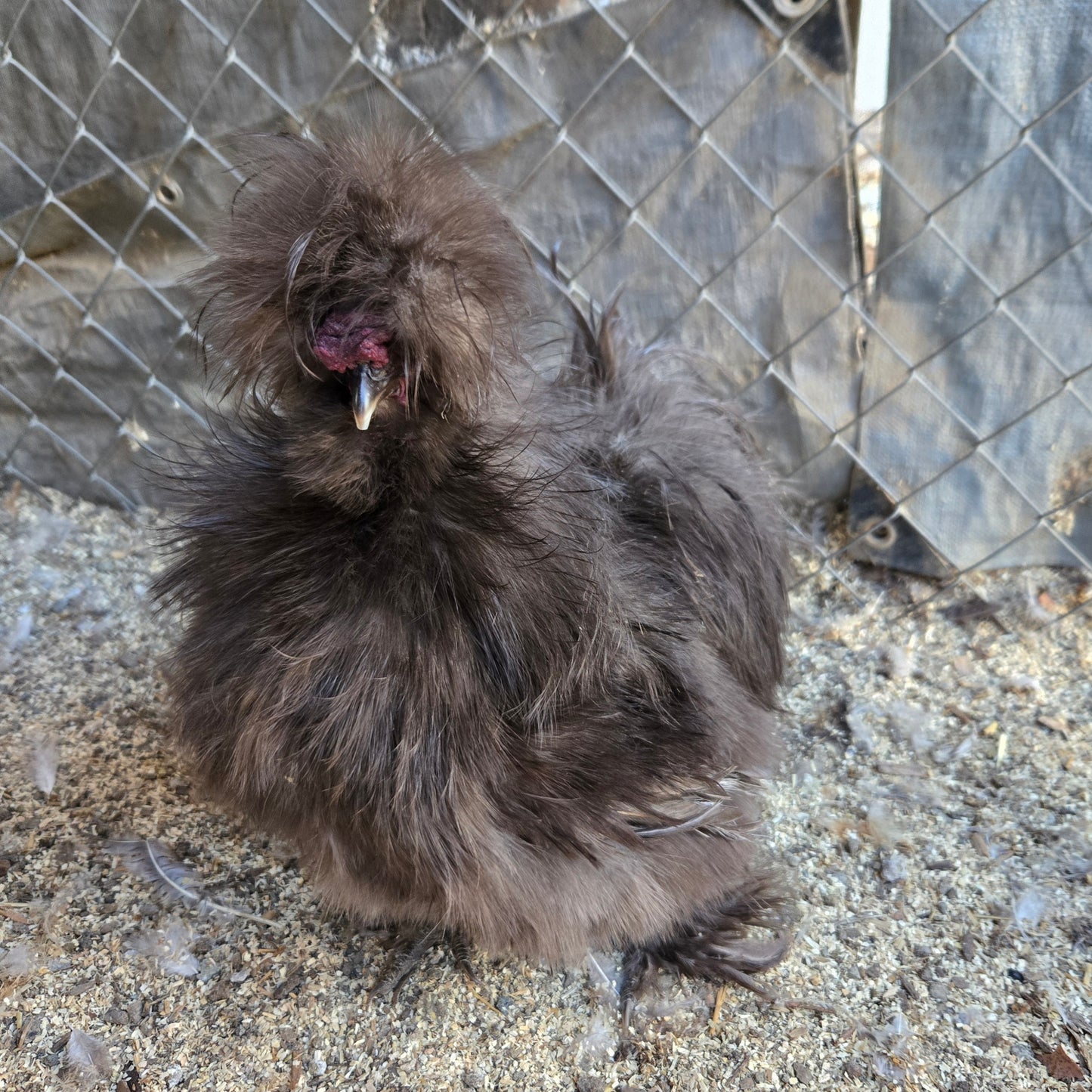 Poules soyeuses adultes