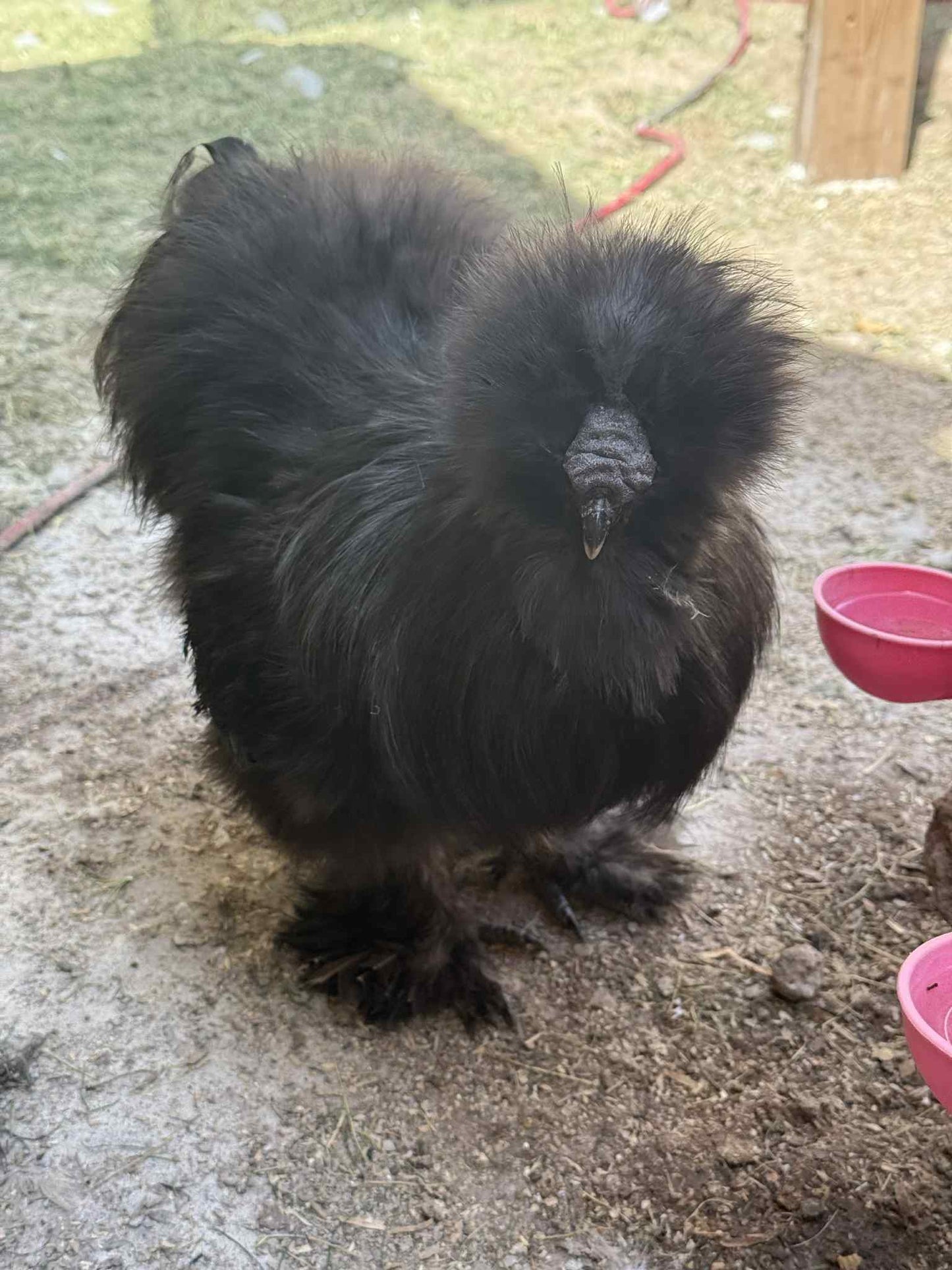 Poules soyeuses adultes
