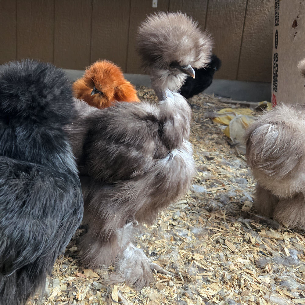 Silkie Hatching Eggs