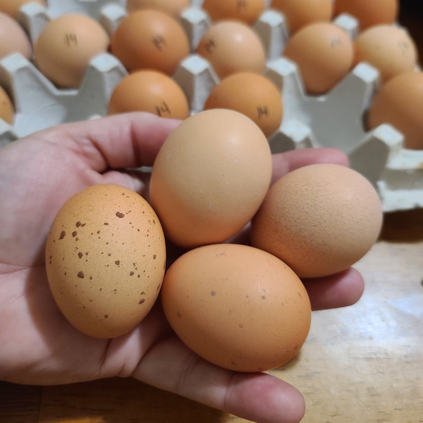 Oeufs à couver du Delaware