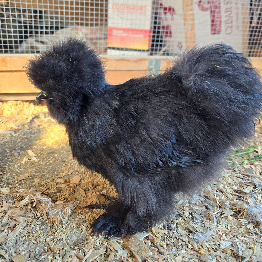 Poules soyeuses adultes