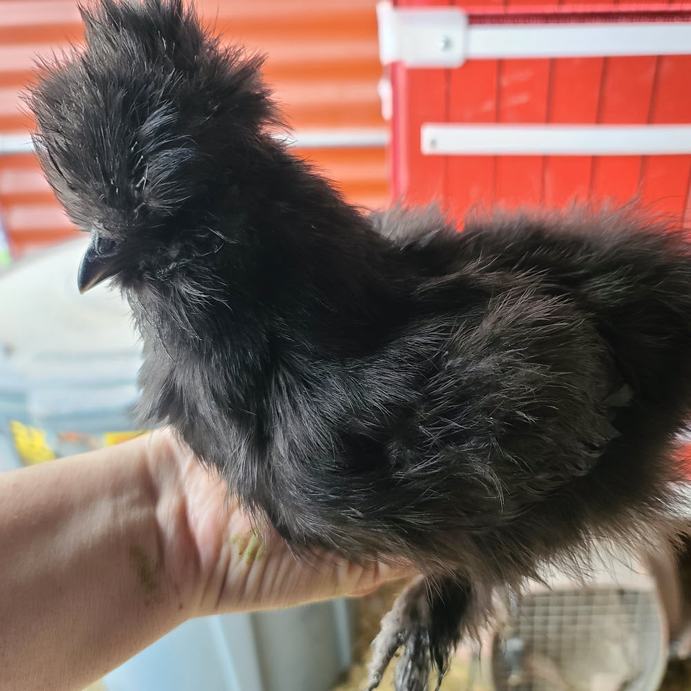 Jeunes Silkie