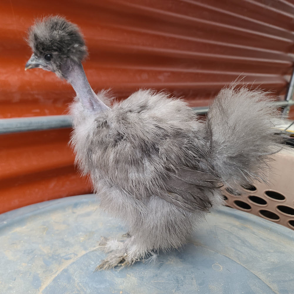 Jeunes Silkie