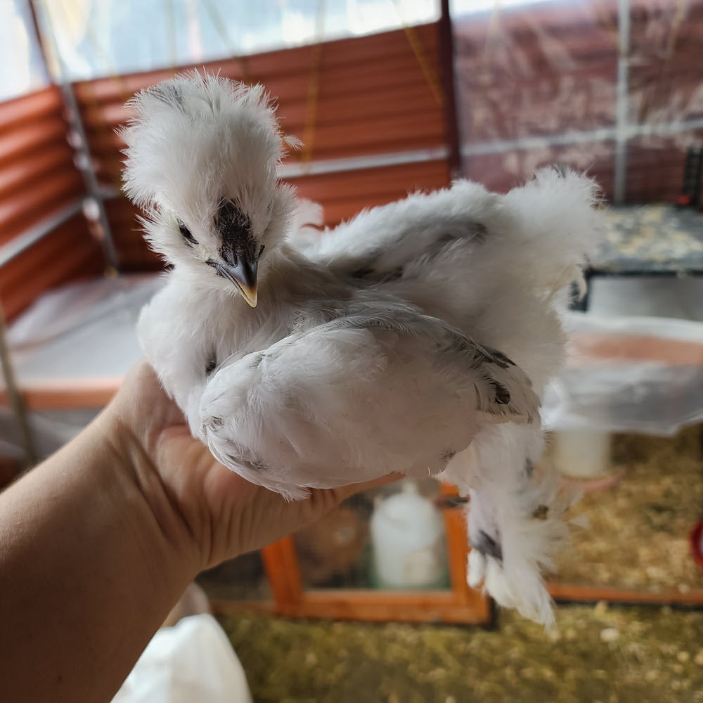Jeunes Silkie