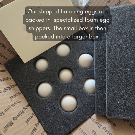 Silkie Hatching Eggs