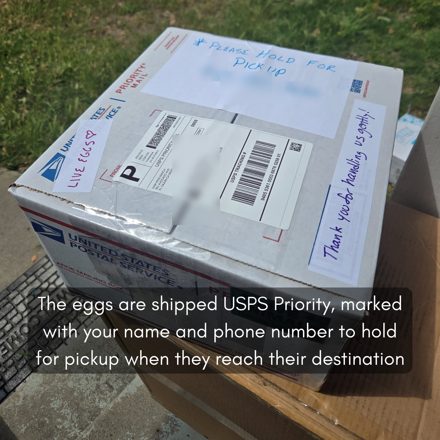 Silkie Hatching Eggs