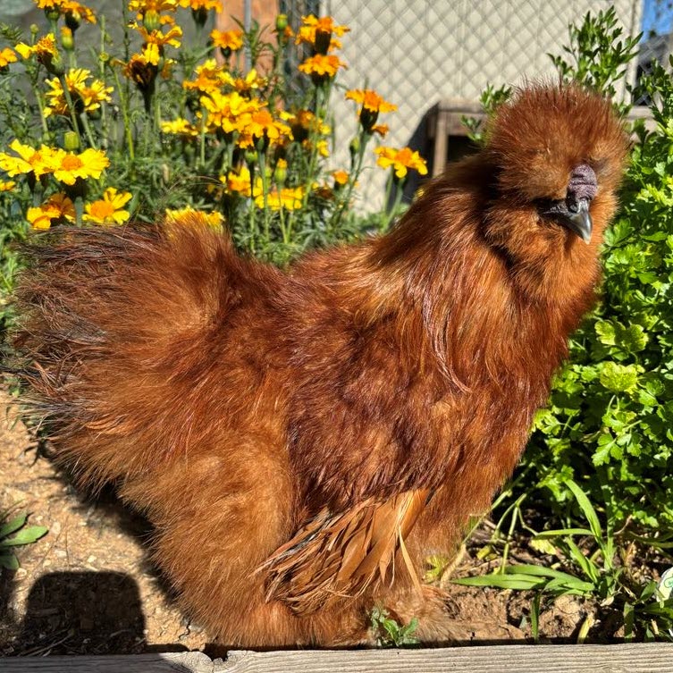 Poules soyeuses adultes