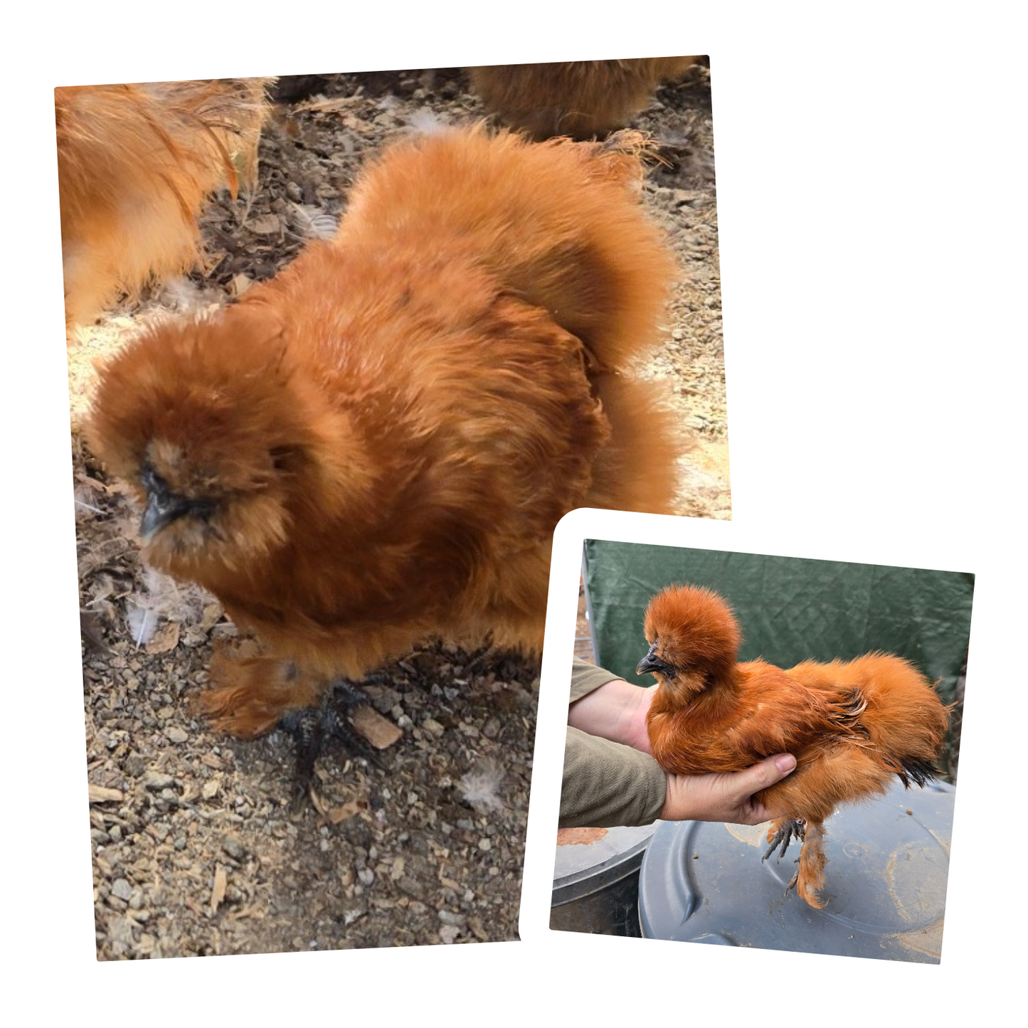 Poules soyeuses adultes