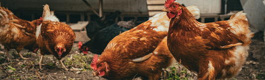 Treating poultry with baicalin extract