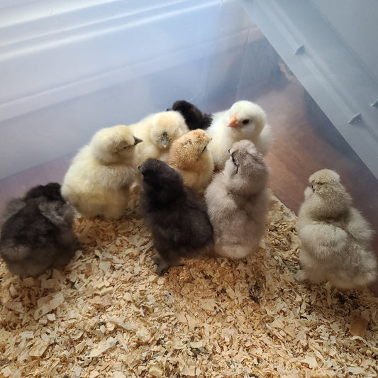 Silkie chicks