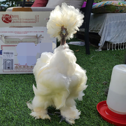 Silkie adults