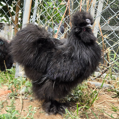 Silkie adults