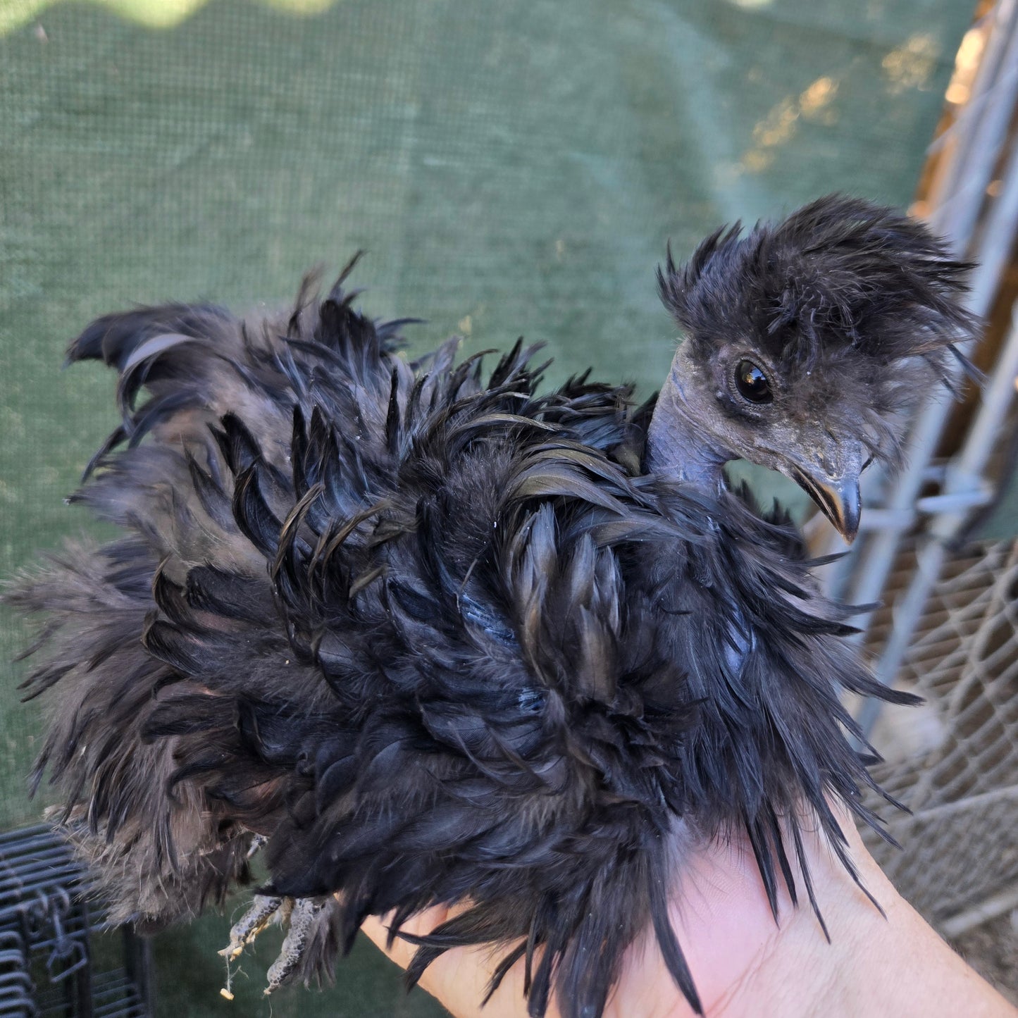 Silkie Hatching Eggs
