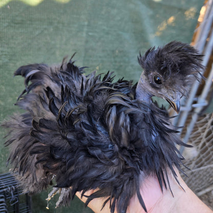 Silkie Hatching Eggs