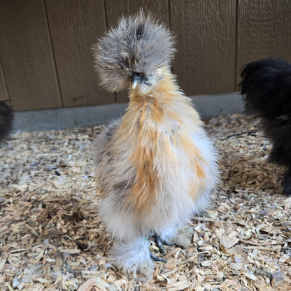 Huevos de Silkie para incubar