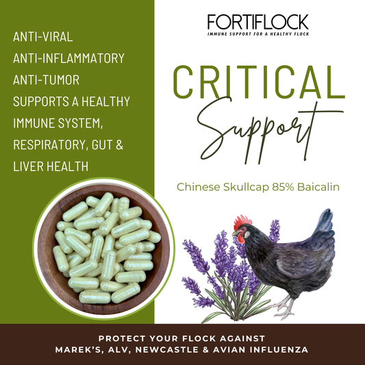 Gélules Fortiflock™ Critical Support 85 % Baicaline