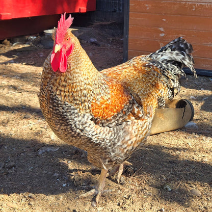 Oeufs à couver du Delaware