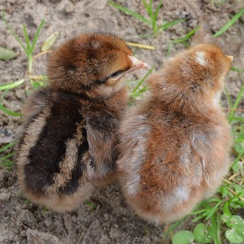 Bielefelder chicks