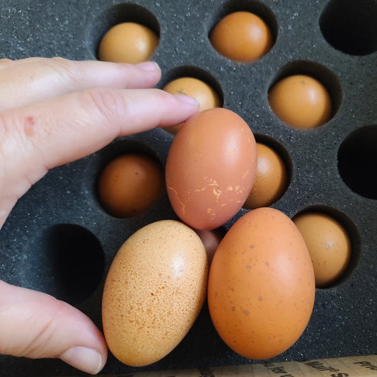 Bielefelder Hatching Eggs