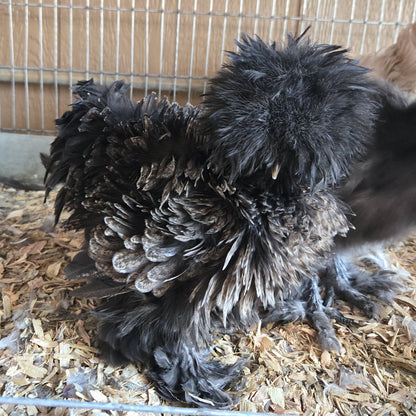 Huevos de Silkie para incubar