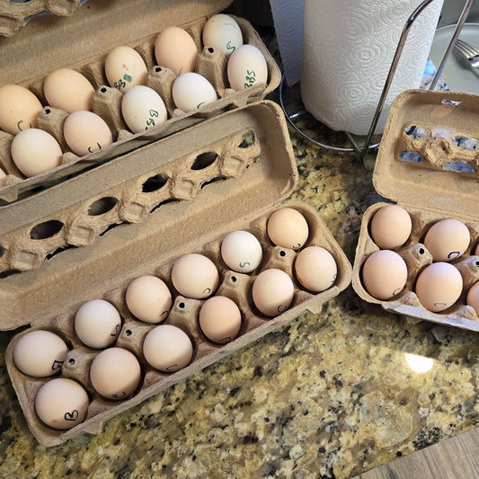 Oeufs à couver de poules soyeuses