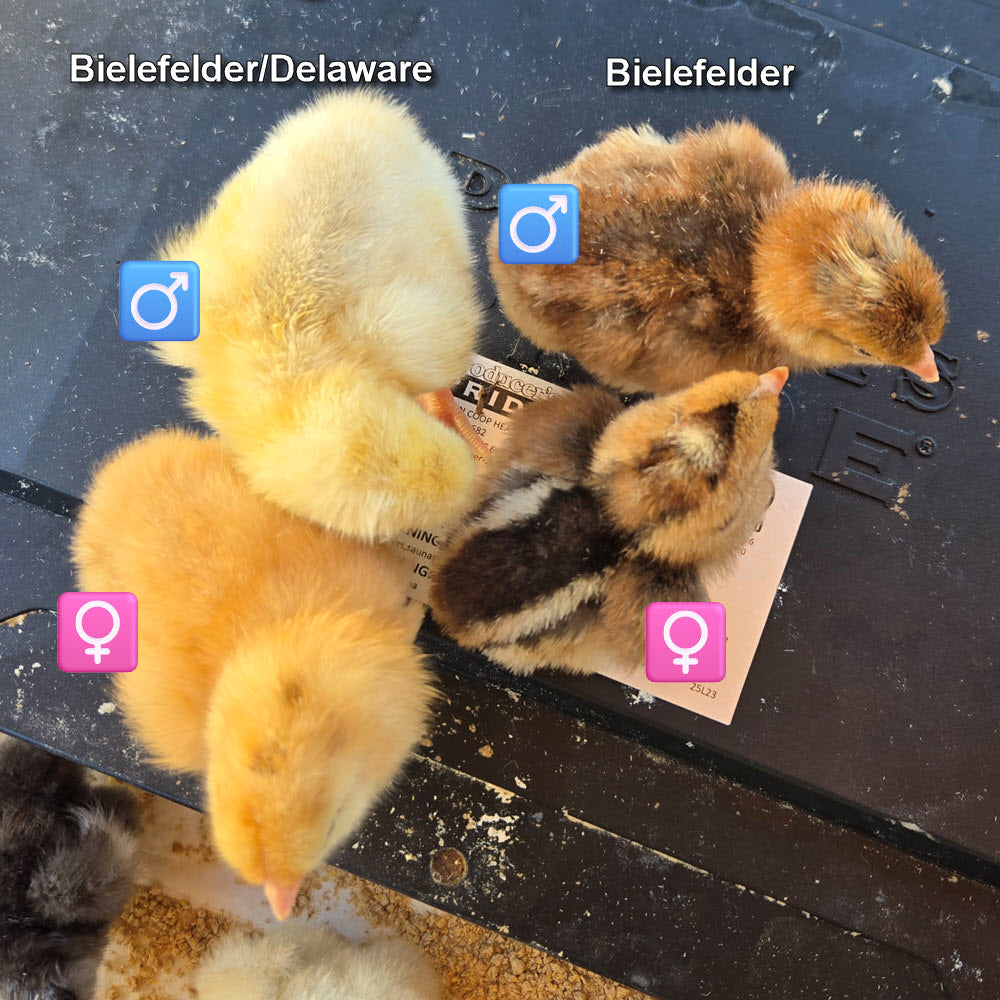 Oeufs à couver du Delaware