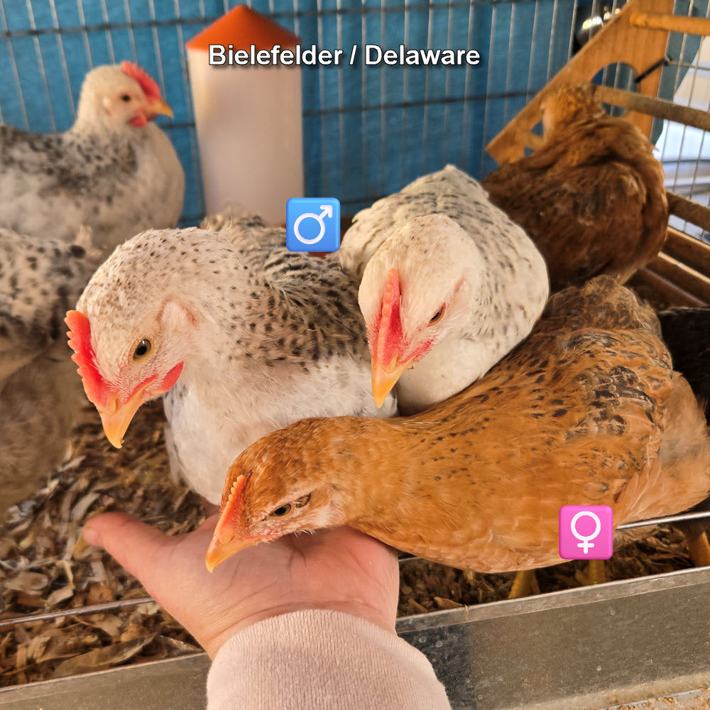 Oeufs à couver du Delaware