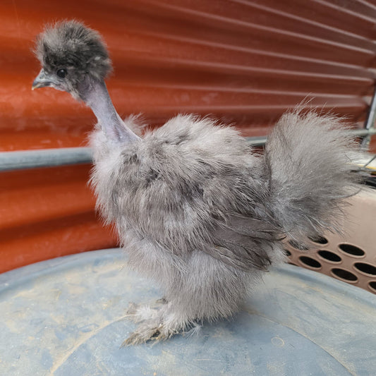 Silkie Juveniles