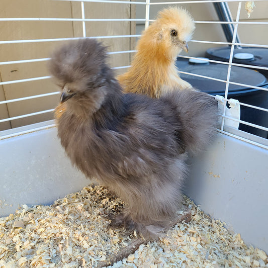 Silkies - Pet Quality