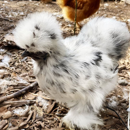 Silkie adults