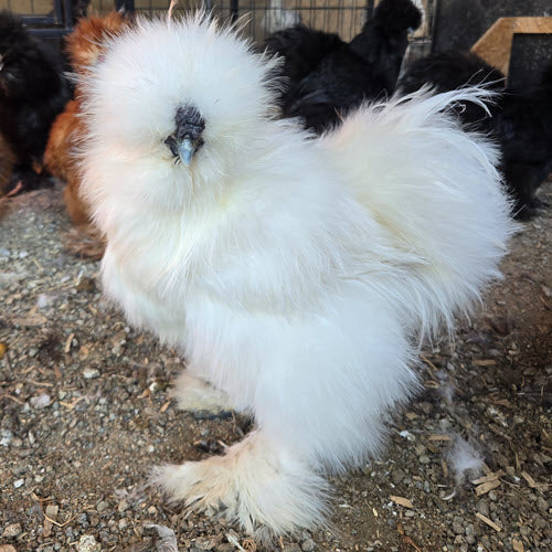 Silkie adults